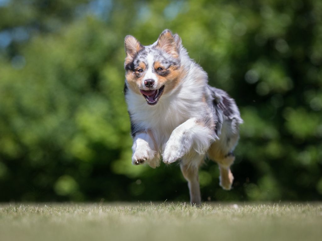 Australian Shepherd runners dog