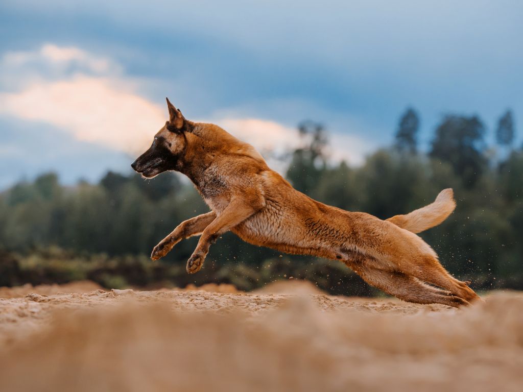 Belgian Shepherd runners dog