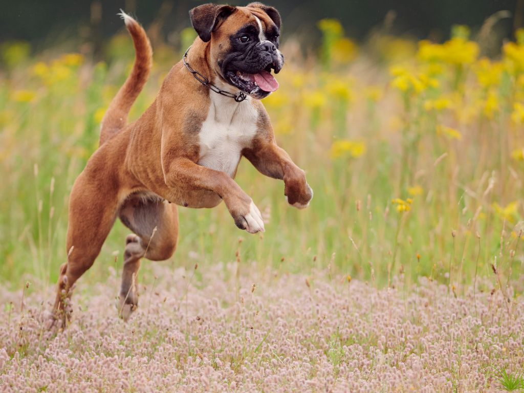 Boxer runners dog