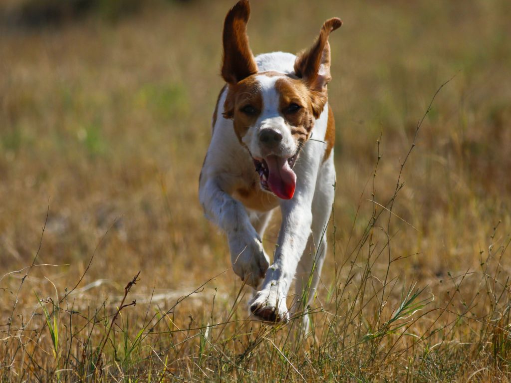 Brittany Spaniel runners dog