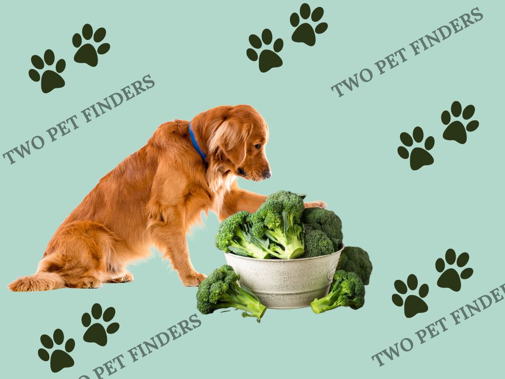 Can Dogs Eat Broccoli 