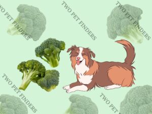 Can Dogs Eat Broccoli