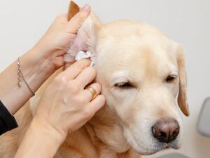 Clean Your Dog's Ears