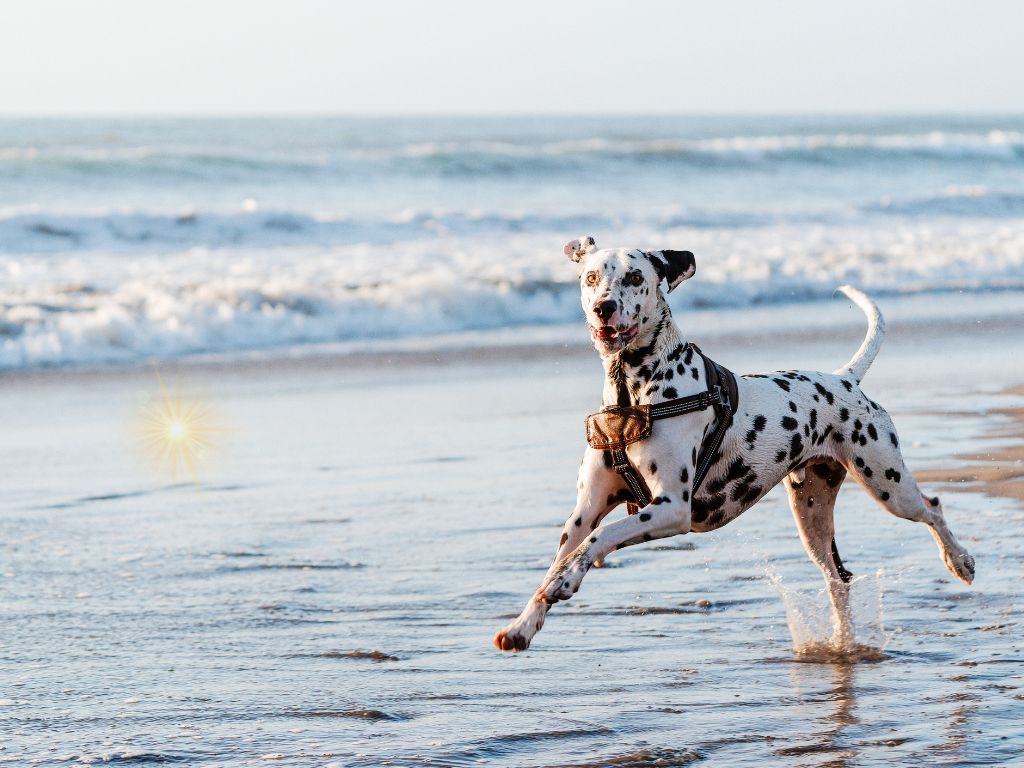 Dalmatian runners dog