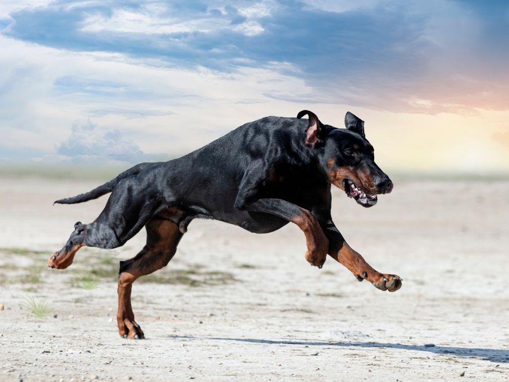 Doberman Pinscher runners dog