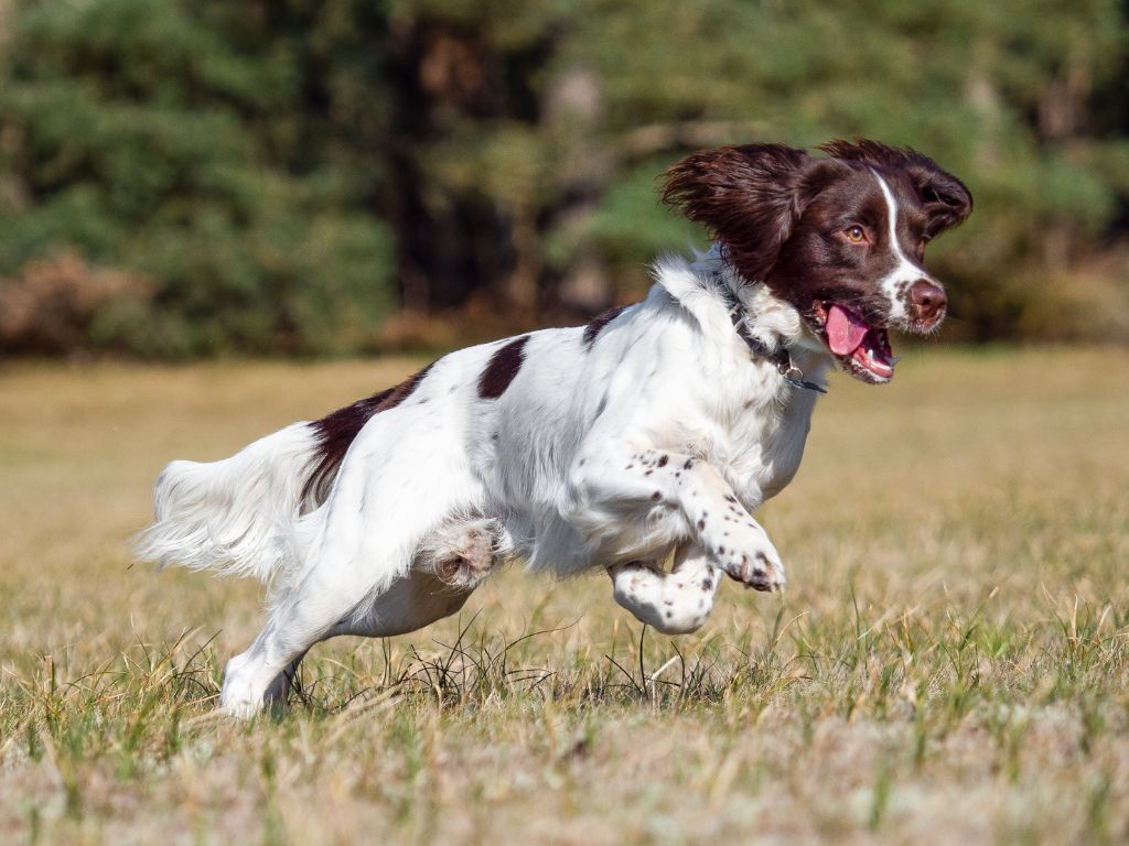 English Springer Spaniel runners dog