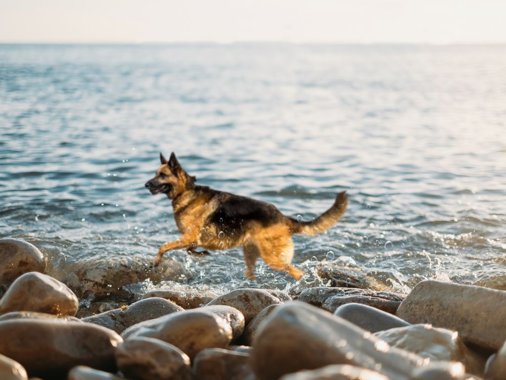 German Shepherd runners dog