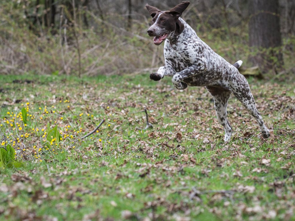 German Shorthaired Pointer runners dog