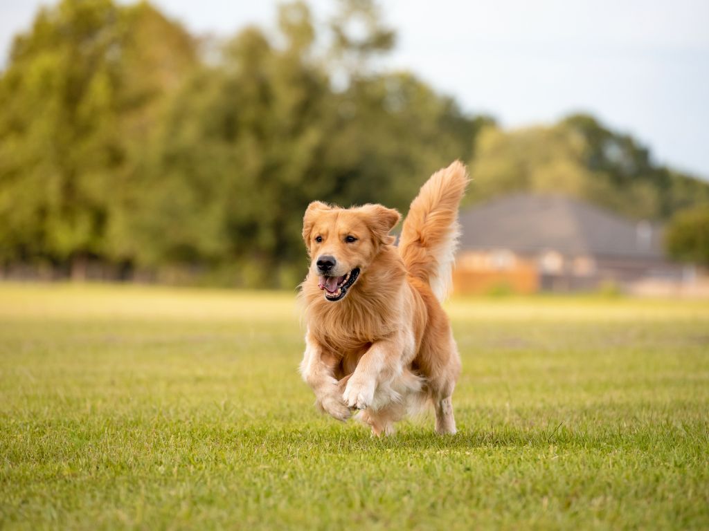 Golden Retriever runners dog