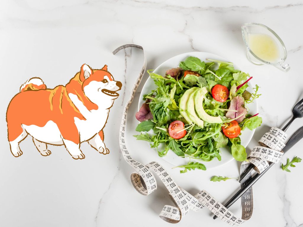 How do you plan to lose excess weight in your dog