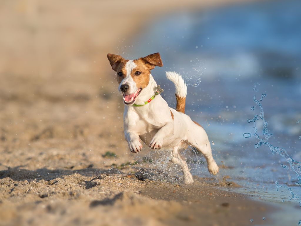 Jack Russell Terrier runners dog