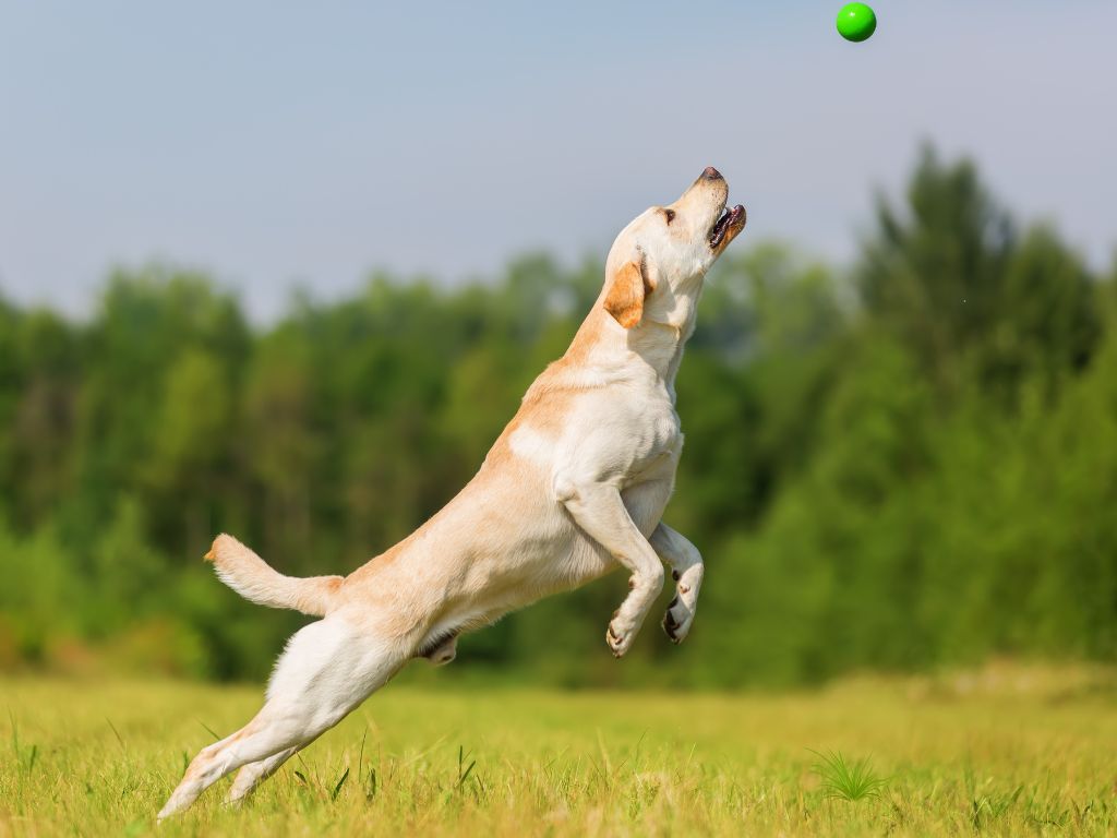 Labrador Retriever runners dog