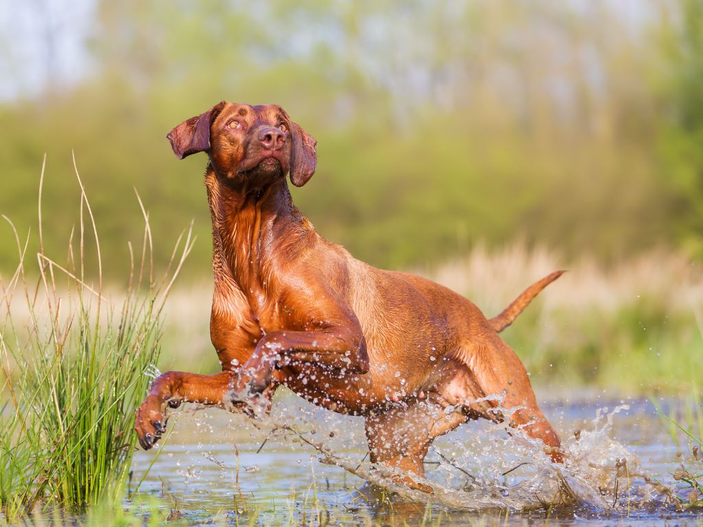 Rhodesian Ridgeback runners dog