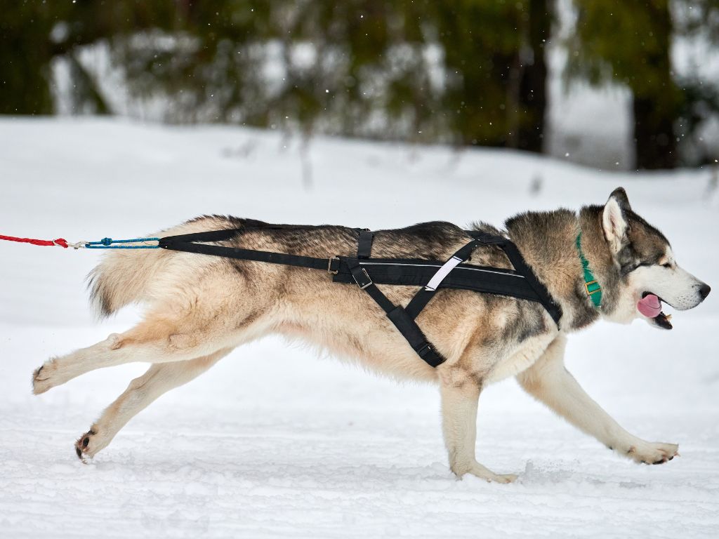 Siberian Husky runners dog