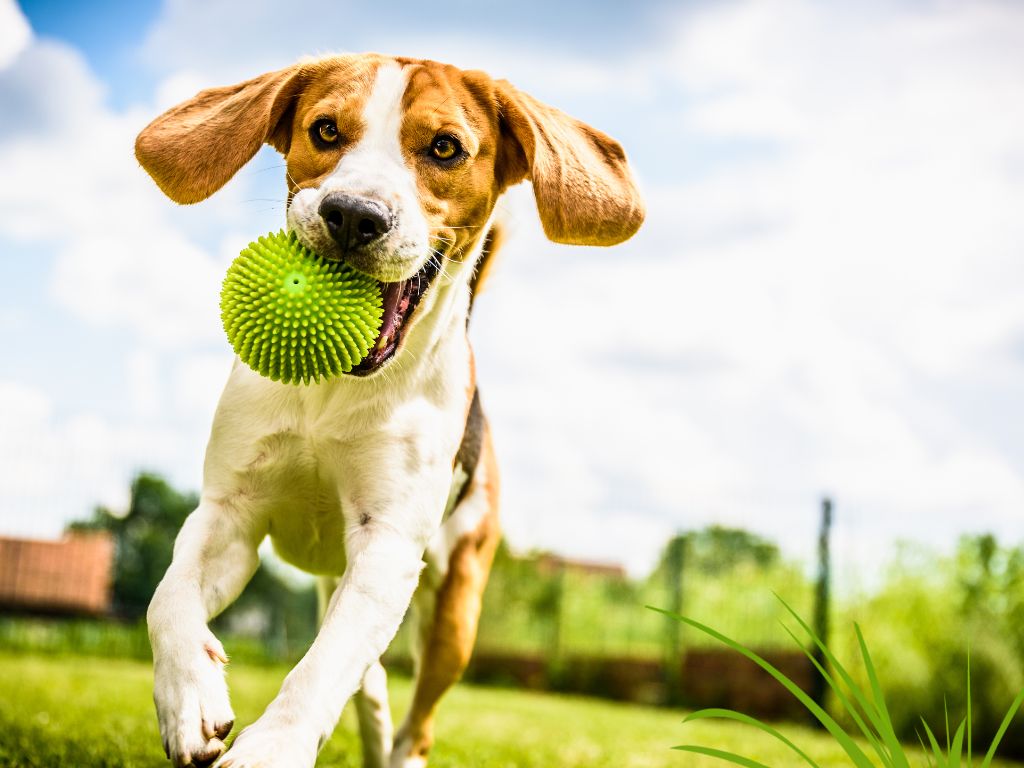 The best 20 dog breeds for Runners