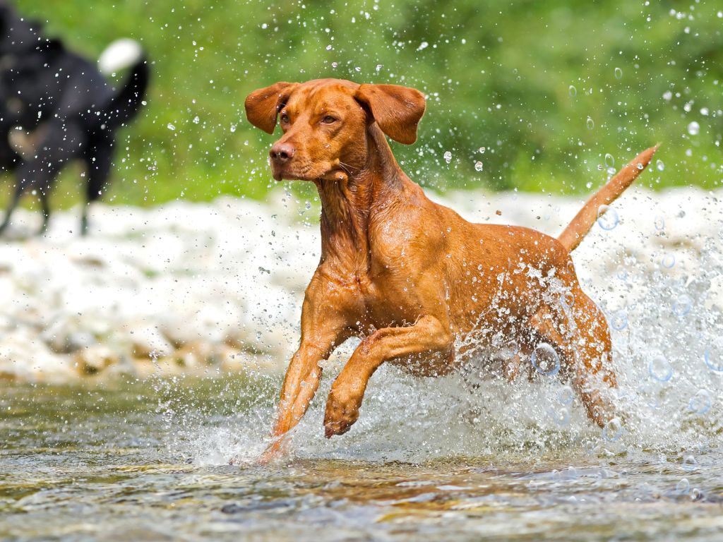 Vizsla runners dog