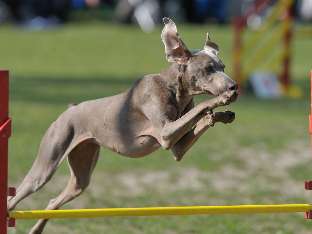 Weimaraner runners dog