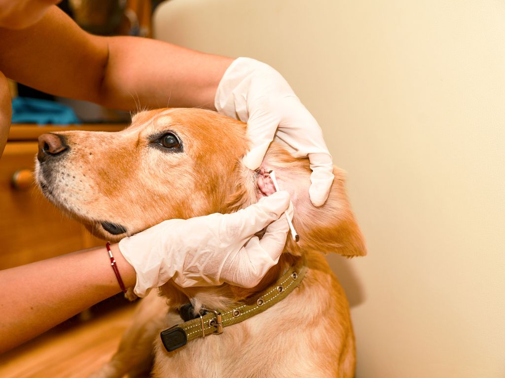 When to Clean Your Dog's Ears