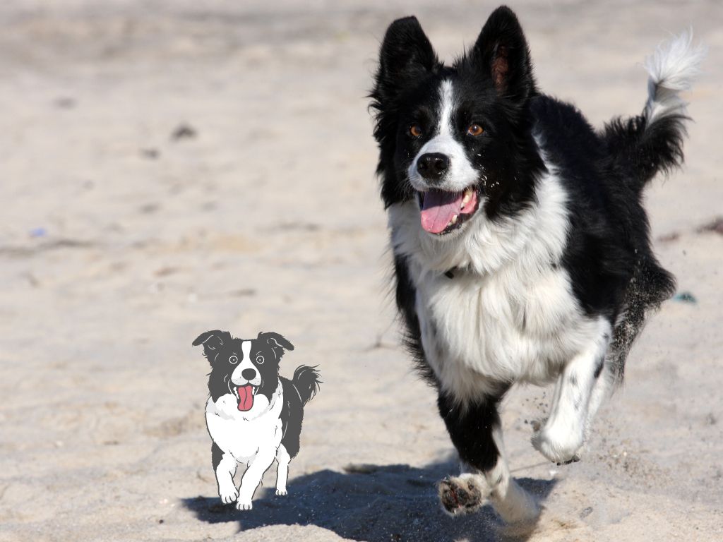 border collie runners dog